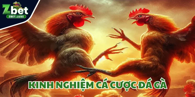 Kinh Nghiệm Cá Cược Đá Gà