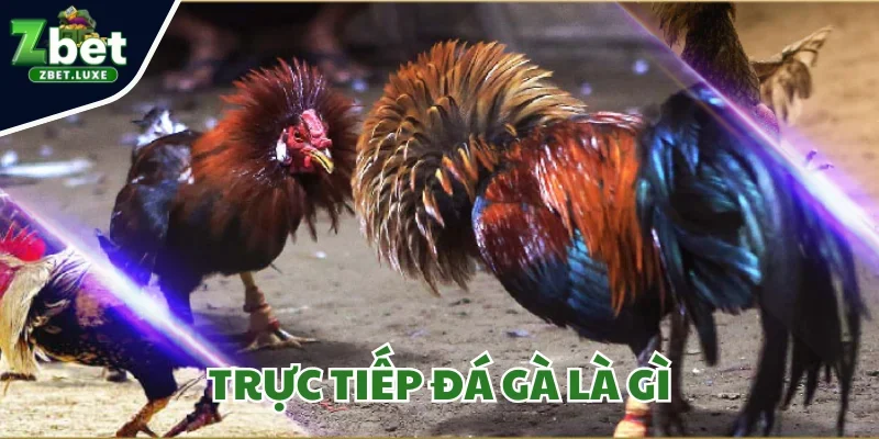 Trực Tiếp Đá Gà Là Gì